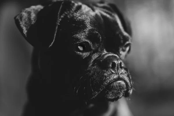 Siyah Bir Boksör Köpeğinin Yakın Çekimi — Stok fotoğraf