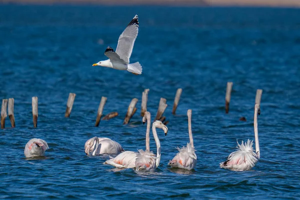 Vacker Utsikt Över Flamingos Vattnet Med Fiskmås Flykt — Stockfoto