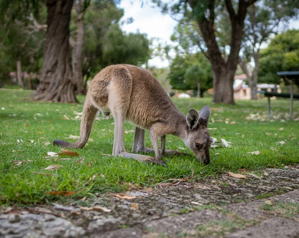 Beautiful Shot Bridled Nail Tail Wallaby Eating Grass Park — Stock Photo, Image