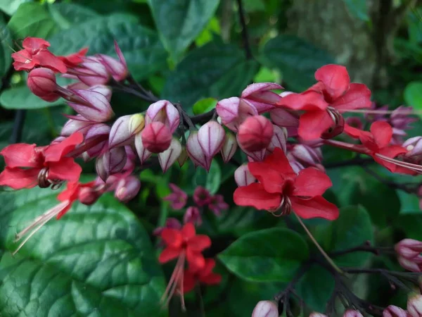Eine Nahaufnahme Von Roten Blumen Die Bei Tageslicht Wachsen — Stockfoto