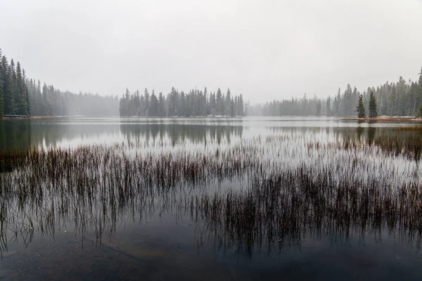 Прекрасный Вид Озеро Лесу Большими Деревьями Туманный День — стоковое фото
