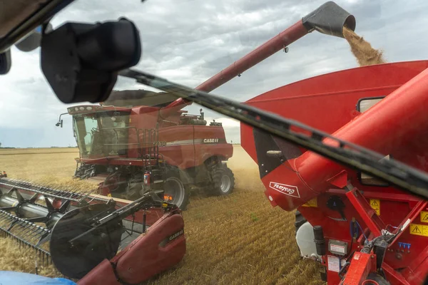 Сельскохозяйственный Комбайн Собирает Урожай Пшеничном Поле — стоковое фото