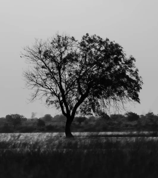 Tiro Vertical Tons Cinza Uma Árvore Campo — Fotografia de Stock