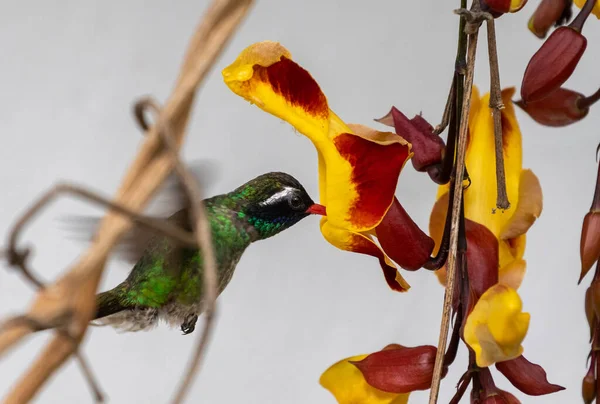 Een Colibri Basilinna Leucocytes Vlucht Drinkend Uit Bloem — Stockfoto