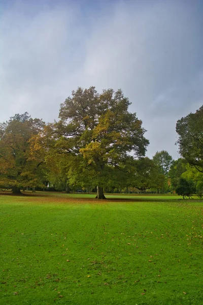 Egy Függőleges Lövés Gyönyörű Fák Egy Parkban Bad Driburg Németország — Stock Fotó