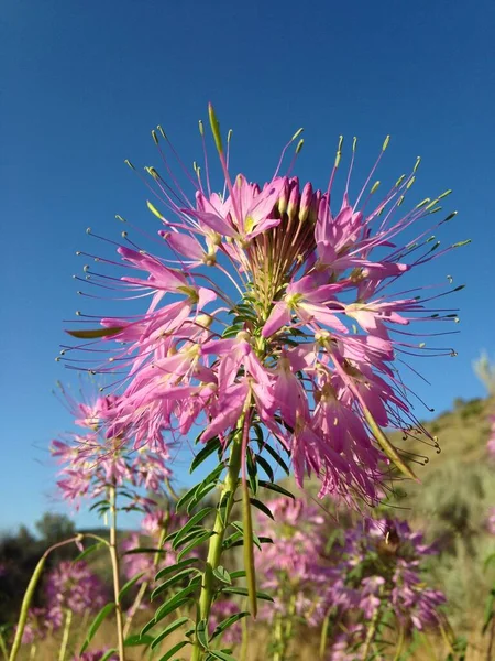 Pembe Cleome Çiçeğinin Seçici Odak Noktası — Stok fotoğraf