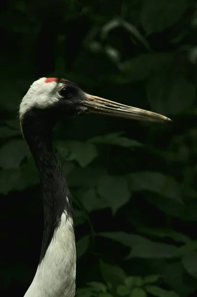 Vertikal Närbild Röd Kran Sidoprofil Med Bakgrund Blad Rotterdam Zoo — Stockfoto