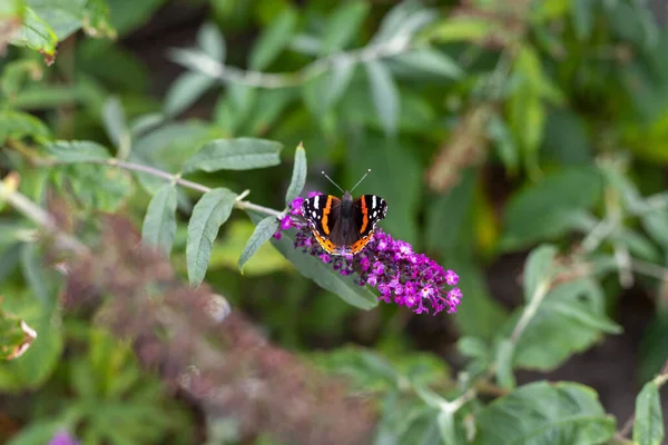 Nahaufnahme Eines Schmetterlings Der Auf Dem Buddleja Steht — Stockfoto