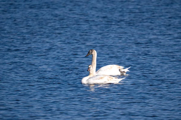 Una Hermosa Vista Cisnes Graciosos Flotando Lago — Foto de Stock