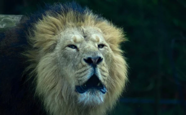 Портрет Прекрасного Волохатого Азіатського Лева — стокове фото
