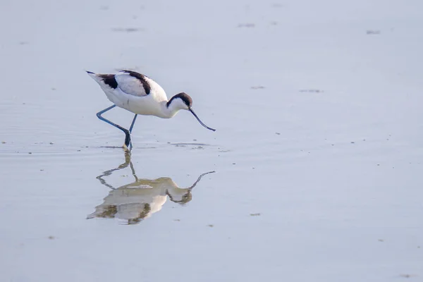 Avocat Pied Recurvirostra Avosetta Pataugeant Dans Eau — Photo