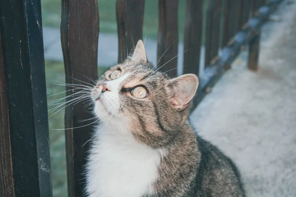 Primer Plano Hermoso Gato Pie Junto Una Valla Madera Mirando — Foto de Stock