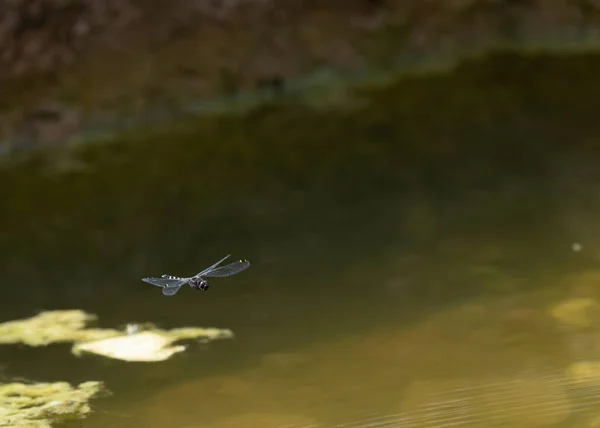 Dragonfly Πετούν Πάνω Από Μια Λίμνη — Φωτογραφία Αρχείου