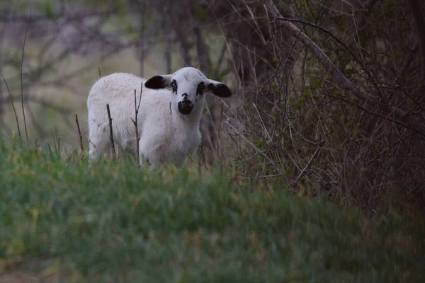 Selektywne Owce Zielonej Trawie — Zdjęcie stockowe