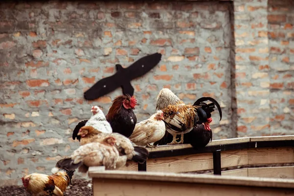 Muchas Gallinas Gallos Gallinero Día Soleado — Foto de Stock