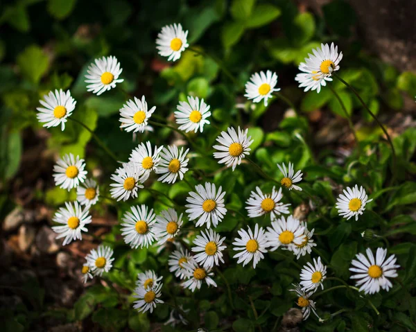 Malé Sedmikrásky Květiny Rostoucí Zahradě — Stock fotografie