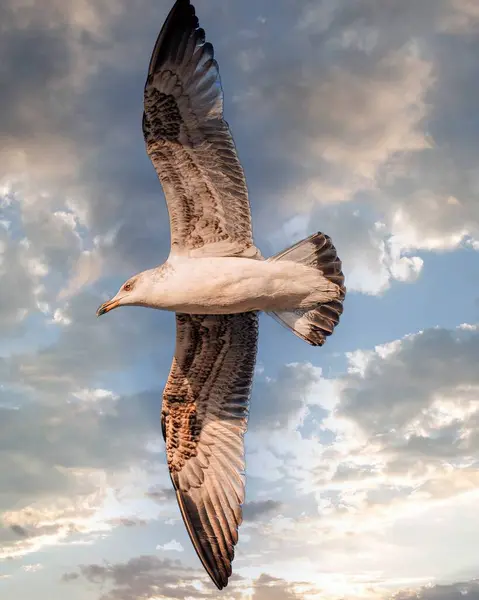 Strzał Pięknego Ptaka Locie Zachmurzonym Niebem — Zdjęcie stockowe