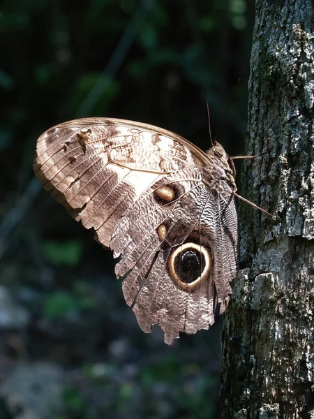 Disparo Vertical Una Mariposa Búho Pie Sobre Árbol México —  Fotos de Stock