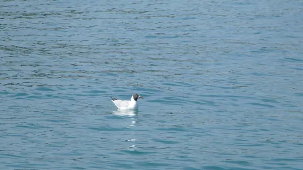海鳥の泳ぎの写真 — ストック写真