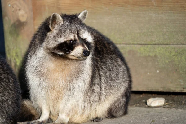 Cute Guadeloupe Raccoon Sitting Ground Sunny Day — Stock Photo, Image