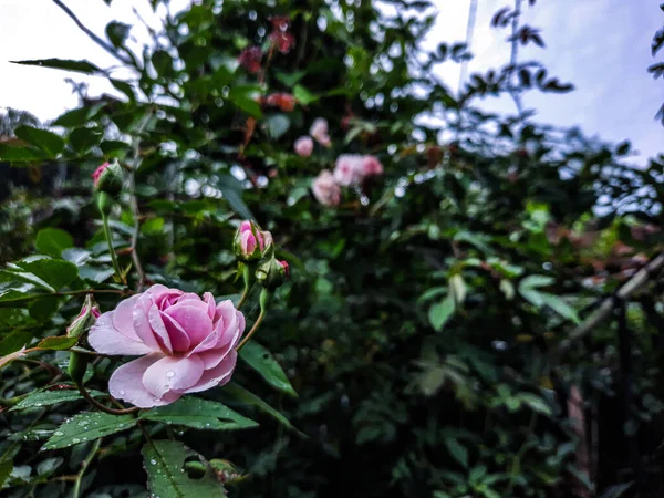 庭で育つピンクのバラ — ストック写真