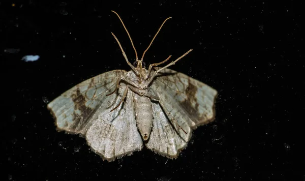 Een Macro Shot Van Een Prachtige Vlinder Zwarte Achtergrond — Stockfoto