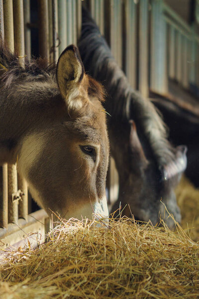 A vertical shot of two cute donkey eating straw