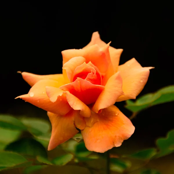 Primer Plano Una Rosa Naranja Floreciente —  Fotos de Stock