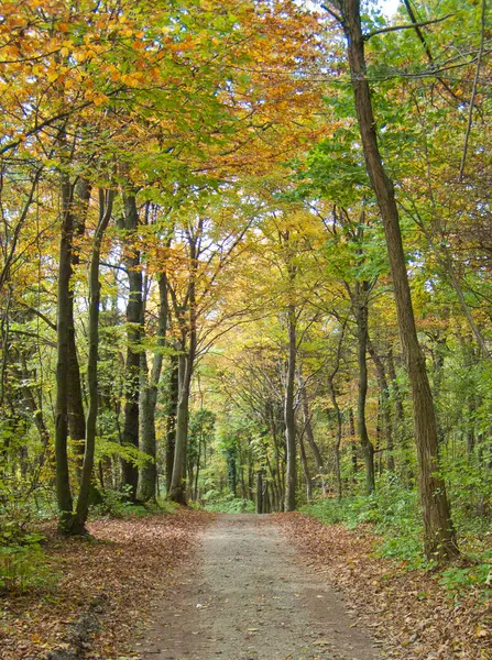 Vertical Shot Beautiful Pathway Autumn Forest — Stock Photo, Image