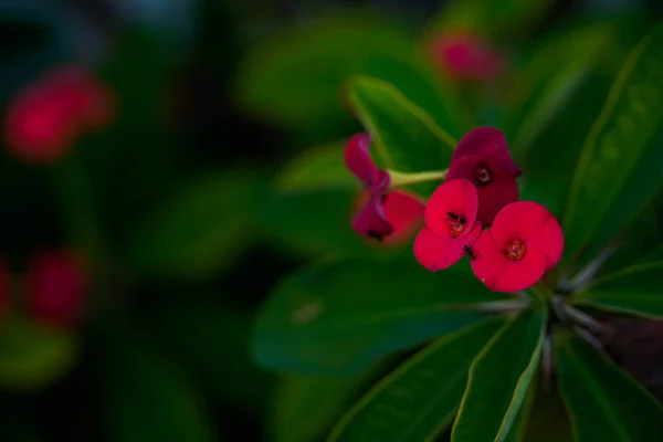 Tiro Perto Uma Coroa Espinhos — Fotografia de Stock