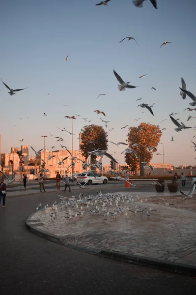 View Flock Flying Seagulls Scenic Sunset Bastakiya — Stock Photo, Image