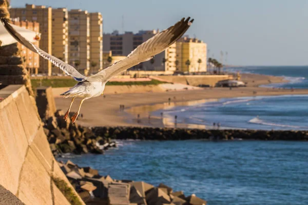 Gros Plan Une Mouette Vol — Photo