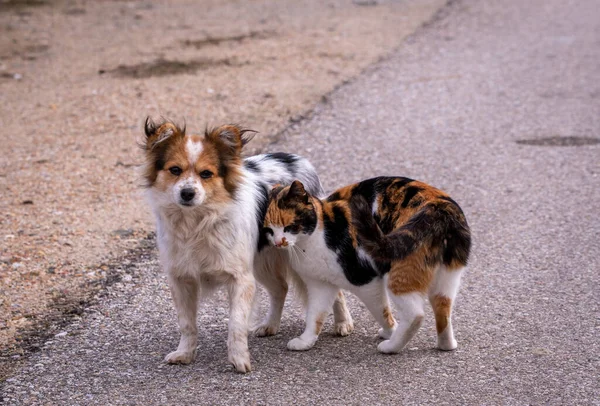 A closeup shot of a dog and cat on the street