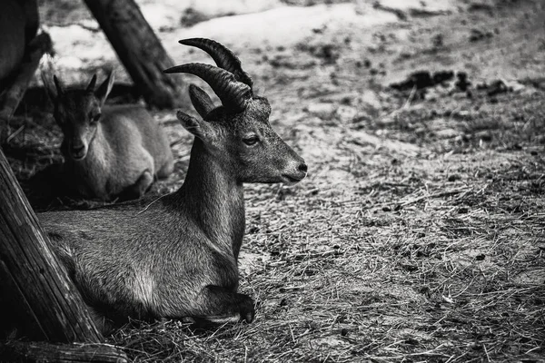 Grayscale Shot Two Wild Goats Capra Aegagrus Sitting Grass — Stock Photo, Image