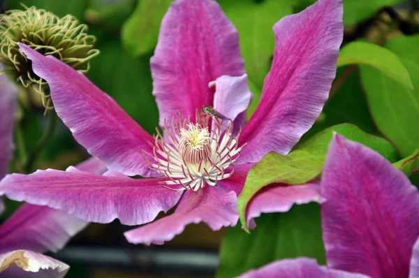 Primer Plano Una Hermosa Flor Cuero Rosa También Conocida Como —  Fotos de Stock