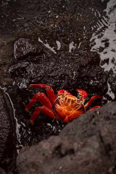沙利轻脚蟹的特写镜头 它坐在海滩上潮湿的黑色岩石之间 — 图库照片