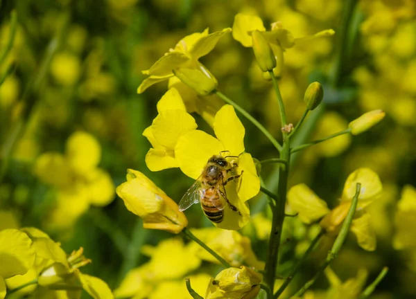 Egy Makró Ahogy Egy Méh Virágport Gyűjt Egy Sárga Virágból — Stock Fotó
