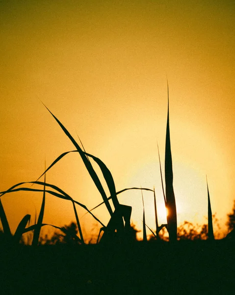 Una Hermosa Vista Las Plantas Brillando Contra Los Brillantes Rayos — Foto de Stock