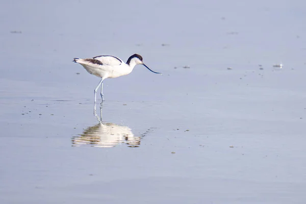 Uma Vista Panorâmica Avocet Torneado Praia — Fotografia de Stock