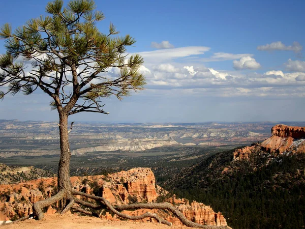 Una Vista Panoramica Albero Verde Con Sfondo Montagne Rocciose Nel — Foto Stock