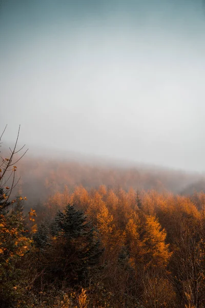 秋の霧深い山の木々の風光明媚な肖像 — ストック写真