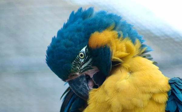 Egy Gyönyörű Kék Sárga Macaw Portréja Ahogy Ápolja Magát — Stock Fotó