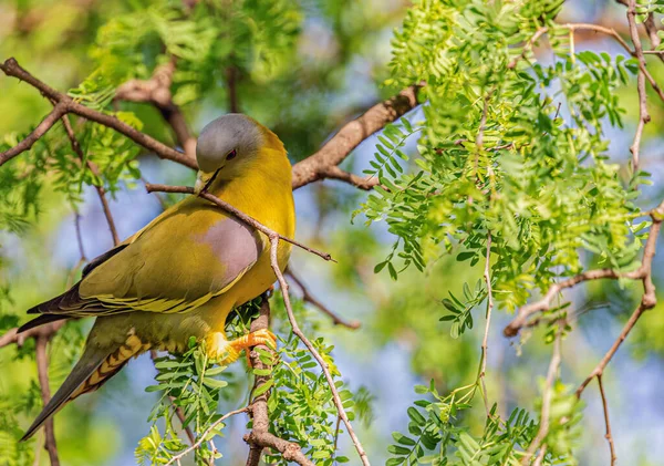 黄色の足の緑の鳩が木から巣を集める — ストック写真