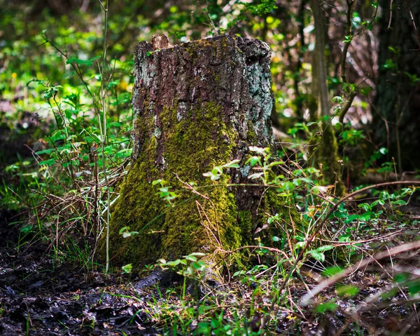 Close Toco Árvore Mossed Uma Floresta — Fotografia de Stock