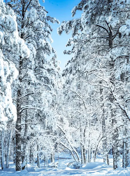 Tiro Vertical Uma Floresta Nevada Cheia Pinheiros — Fotografia de Stock