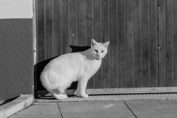 Una Foto Escala Grises Retrato Gato Blanco Sobre Fondo Valla —  Fotos de Stock