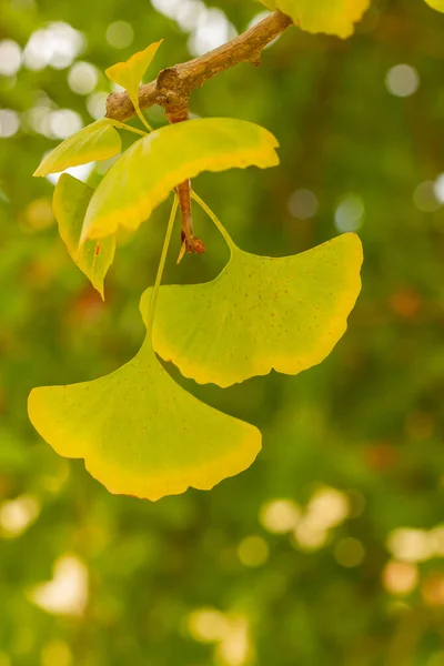 Plan Vertical Rapproché Des Feuilles Maidenhair Poussant Sur Une Branche — Photo