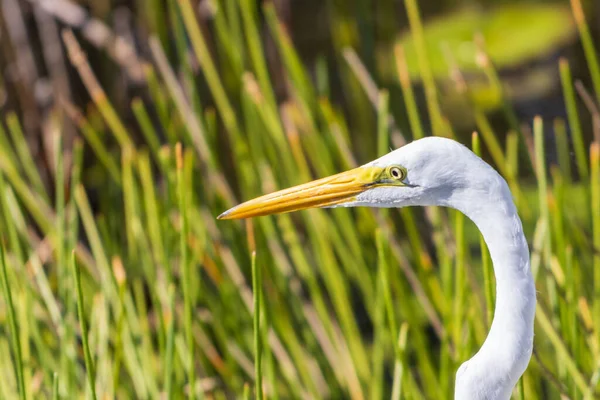 Plan Mise Point Peu Profond Une Grande Aigrette Orientale Par — Photo