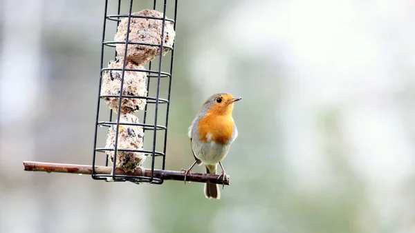 Primo Piano Del Selvaggio Robin Alimentatore Uccelli Selvatici Sullo Sfondo — Foto Stock