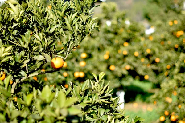 Plan Sélectif Oranges Fraîches Sur Arbre Soleil — Photo